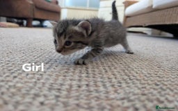 Ragdoll cats for sale: Ragdoll Cross kittens in Ilminster - Image 9