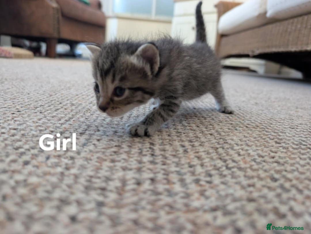 Ragdoll cats for sale: Ragdoll Cross kittens in Ilminster - Image 9