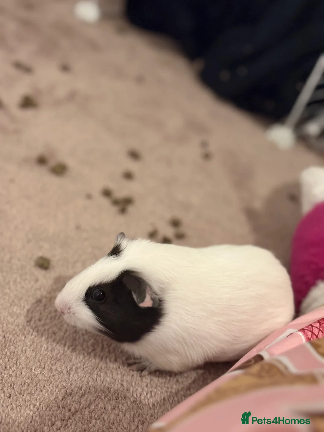 Guinea Pig rodents for sale: 6 Guinea pigs for sale  in Widnes - Advert 4