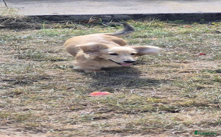 Miniature Dachshund dogs in Banwell - Advert 1