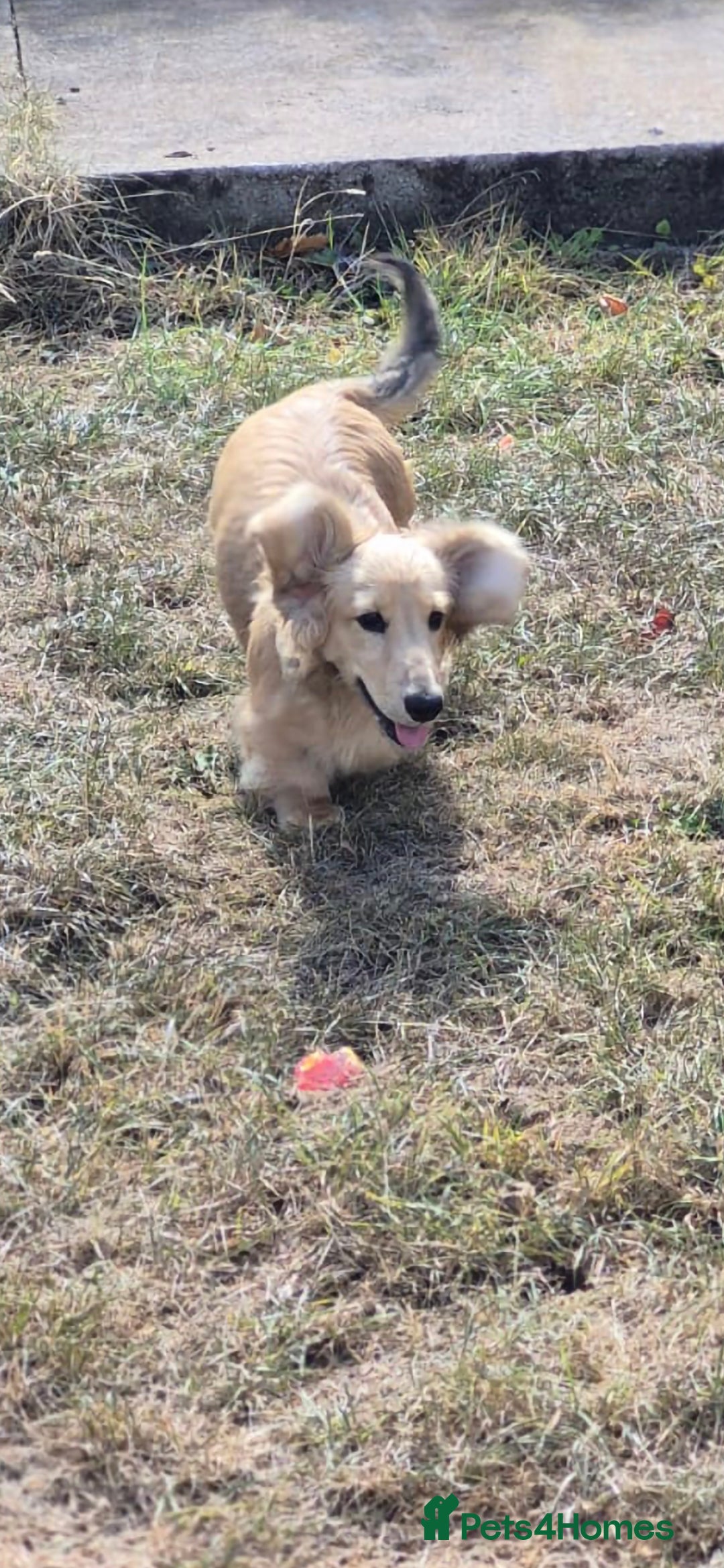 Miniature Dachshund dogs for sale: Long haired Shaded Cream Boy  in Banwell - Image 1