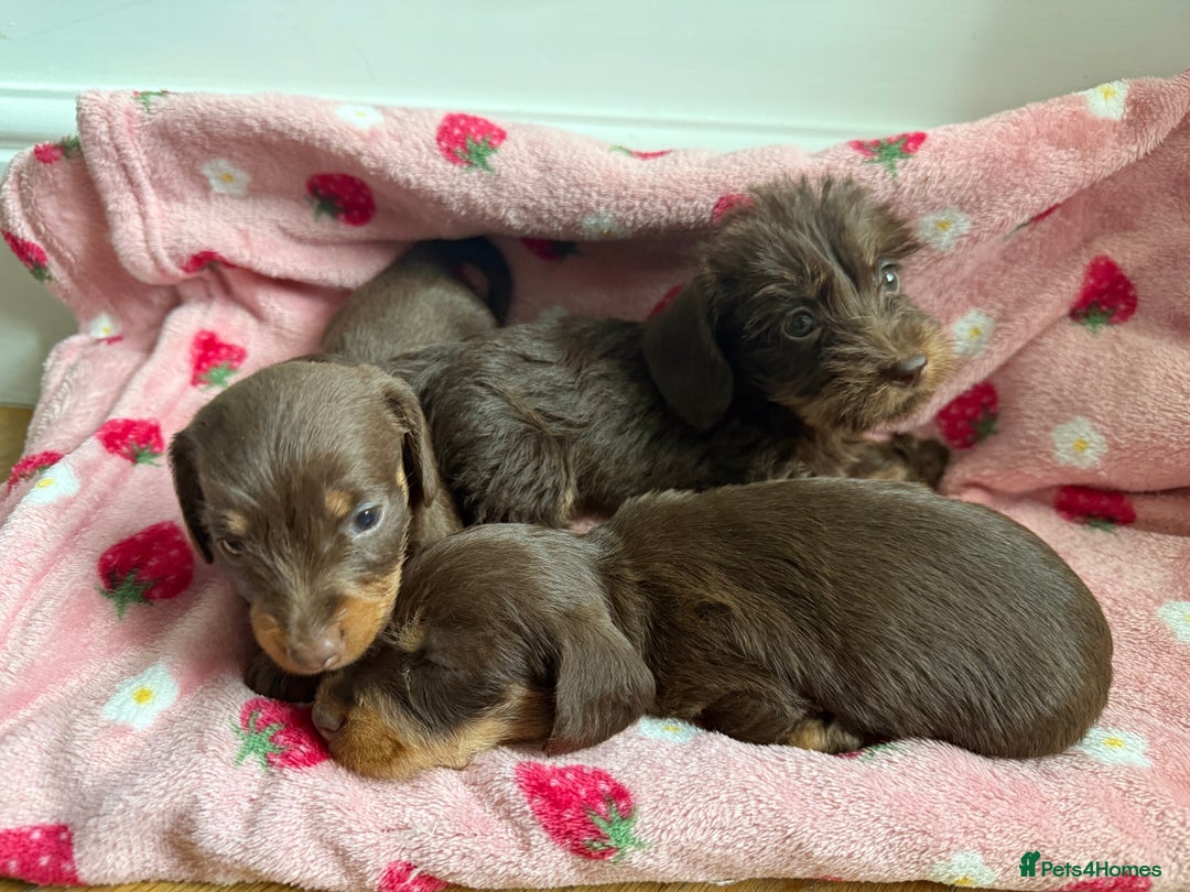 Miniature Dachshund dogs for sale: 5 star licensed miniature Wirehaired ready 18/8 - Image 4