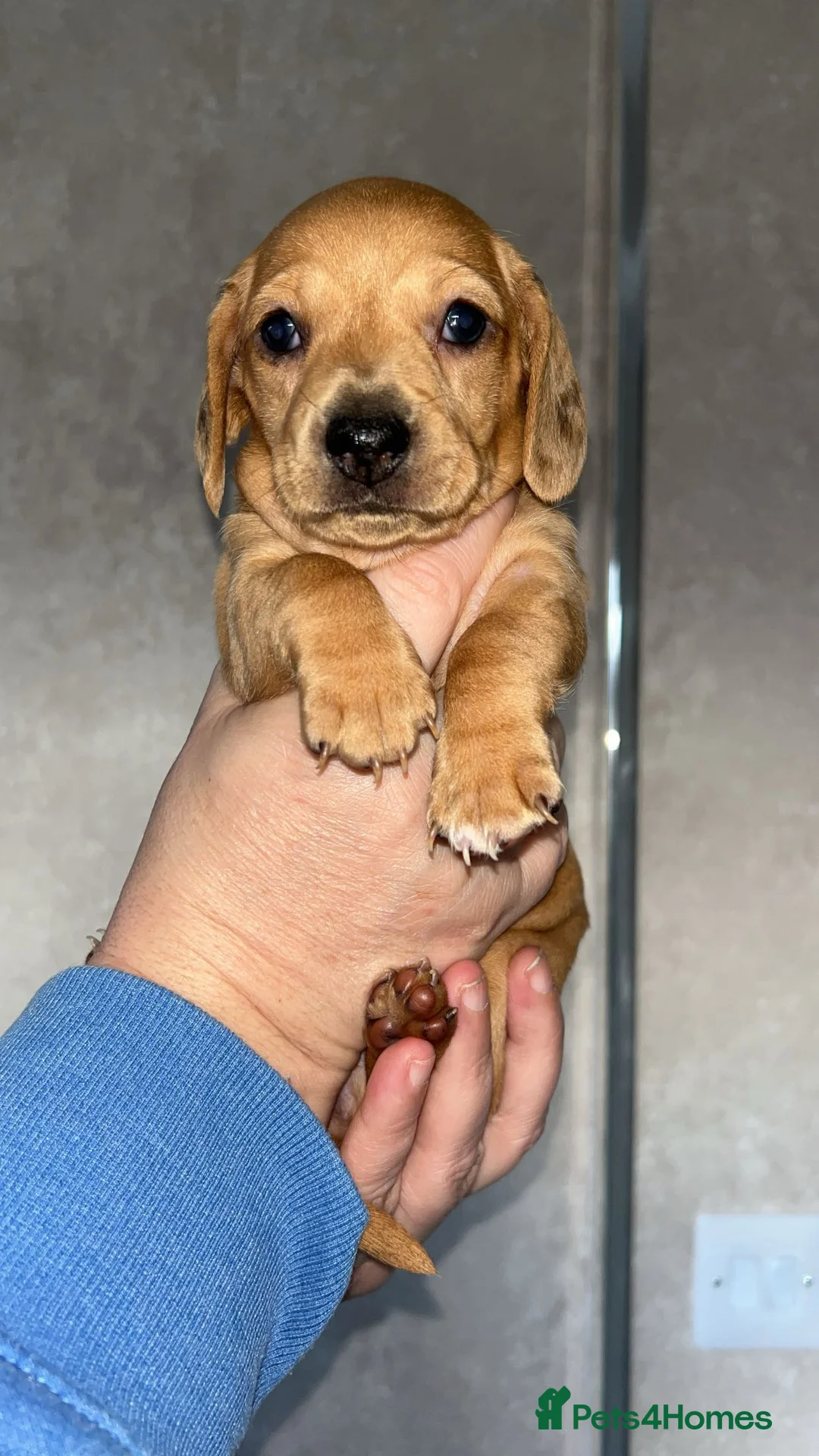 Dachshund dogs for sale: Dachshund Puppies - Advert 7
