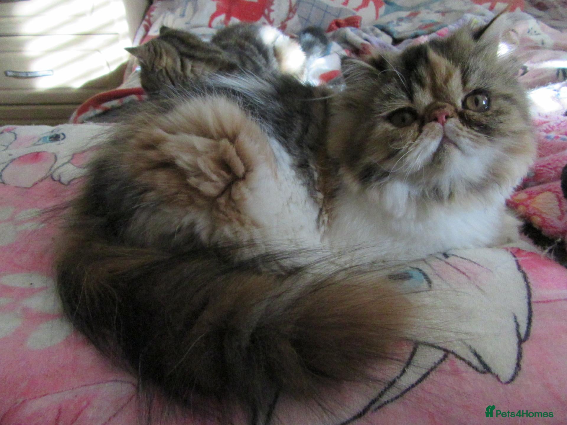 Persian cats Adorable Persian female kitten Ready now - Advert 1