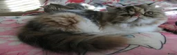 Persian cats for sale: Adorable Persian female kitten Ready now - Advert 2