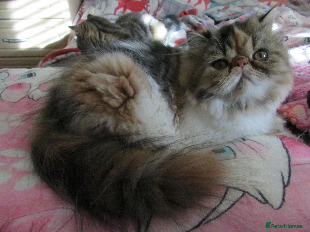 Persian cats for sale: Adorable Persian female kitten Ready now - Advert 2