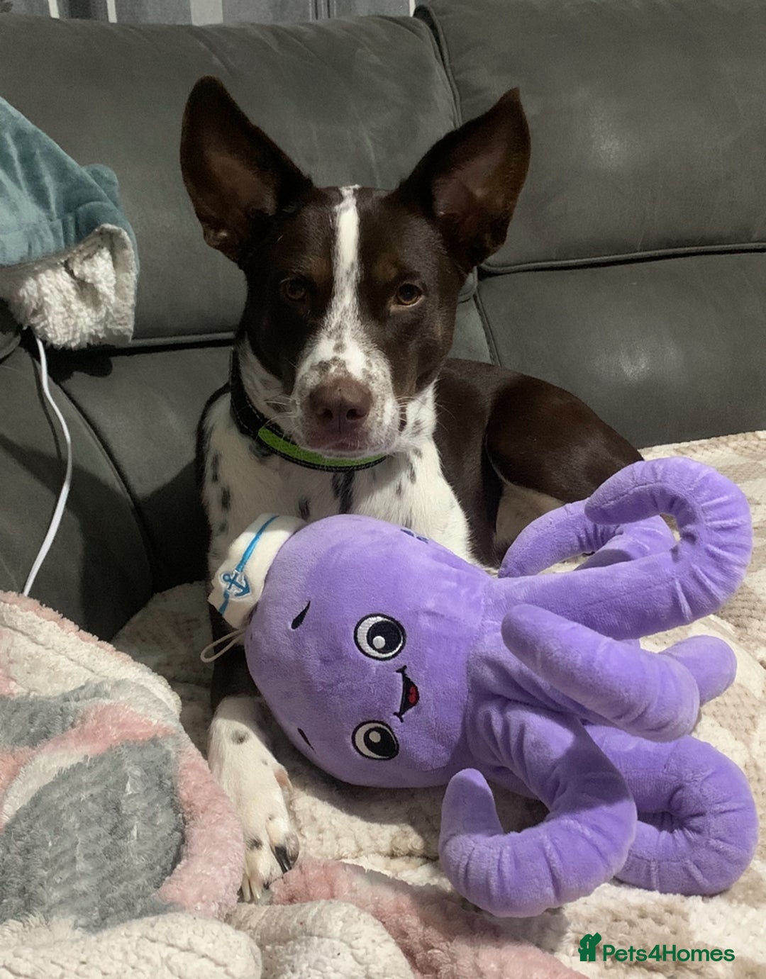 Mixed Breed dogs for sale: Border collie X Cattle Dog  - Advert 2