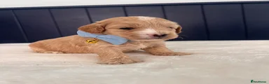 Maltipoo 1