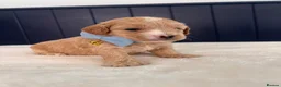 Maltipoo dogs for sale: Outstanding Maltipoos Puppies Ready to leave  - Advert 4