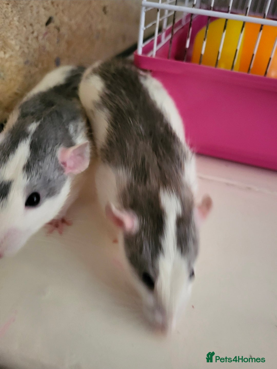 Rat rodents Male dumbo rats  - Advert 1