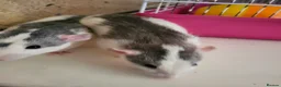 Rat rodents for sale: Male dumbo rats  in Brierley Hill - Advert 1
