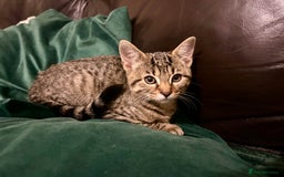 Bengal cats for sale: Bengal x Tabby Kittens  - Image 7