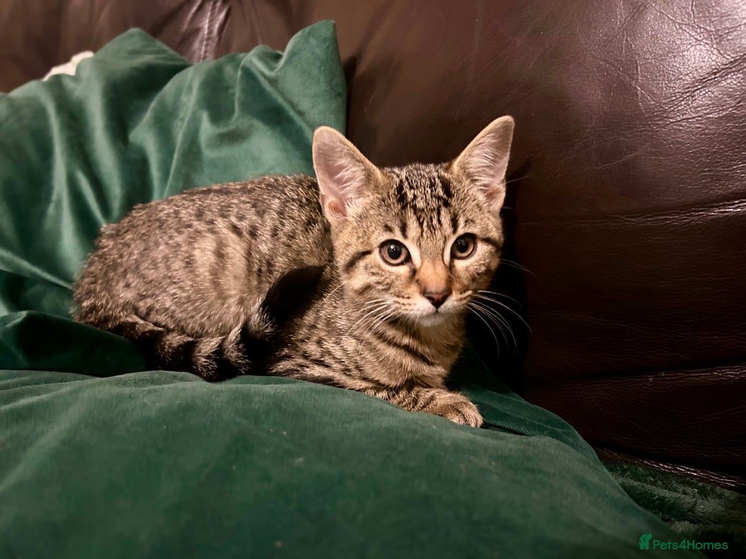 Bengal cats for sale: Bengal x Tabby Kittens  - Image 7