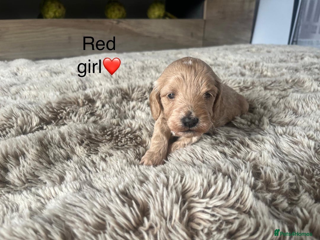 Cavapoo dogs for sale: ⭐️F1B COCKAPOO PUPS⭐️ - Image 11