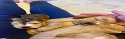 Cocker Spaniel dogs for sale: ***BEAUTIFUL KC REG SHOW COCKER SPANIEL PUPS*** in Liskeard - Advert 7