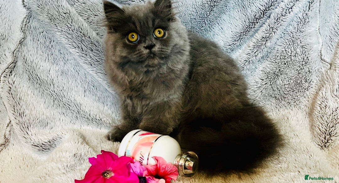 Persian cats for sale: Gentle natured blue Persian kitten (f) - Image 5