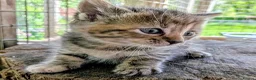 Mixed Breed cats for sale: Ready to leave... Gorgeous Bengal X Kittens - Advert 25