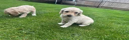 Cockapoo dogs for sale: Cockapoo Puppies  - Advert 5