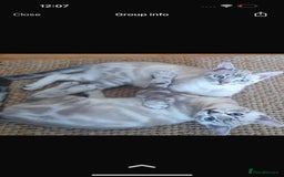 Bengal cats for sale: Buzz and Woody - Image 8