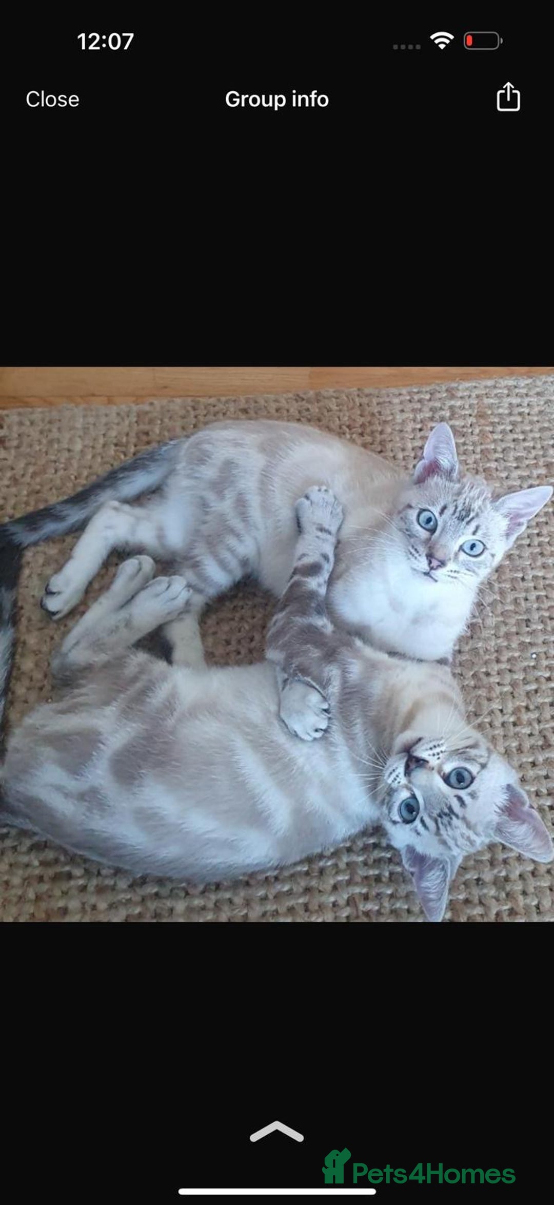 Bengal cats for sale: Buzz and Woody - Image 8