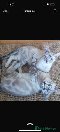 Bengal cats - Advert 16