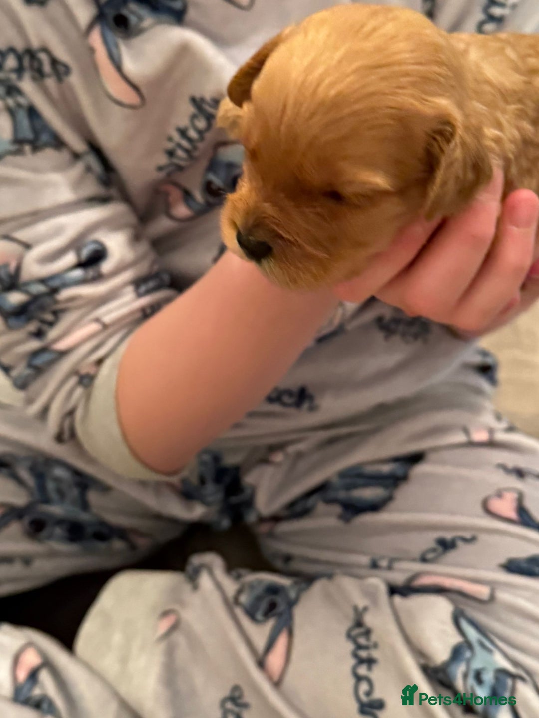 Cockapoo dogs for sale: F2 cockapoo puppies! - Advert 3