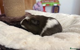 Guinea Pig rodents for sale: 5 Baby Boars - Image 4