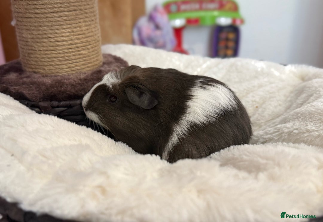 Guinea Pig rodents for sale: 5 Baby Boars - Image 4