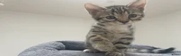 Bengal cats for sale: Bengal X READY NOW  - Advert 9