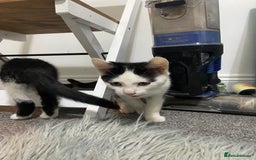 Mixed Breed cats for sale: Kitten - Image 6