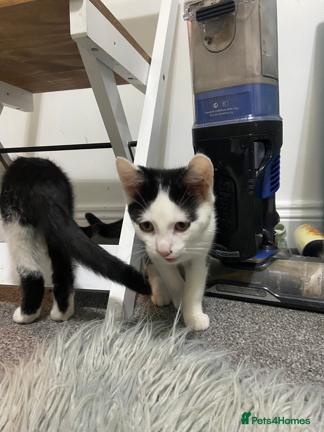 Mixed Breed cats for sale: Kitten - Image 6