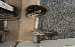 Mixed Breed cats for sale: Mixed ragdoll x mainecoon  - Image 2