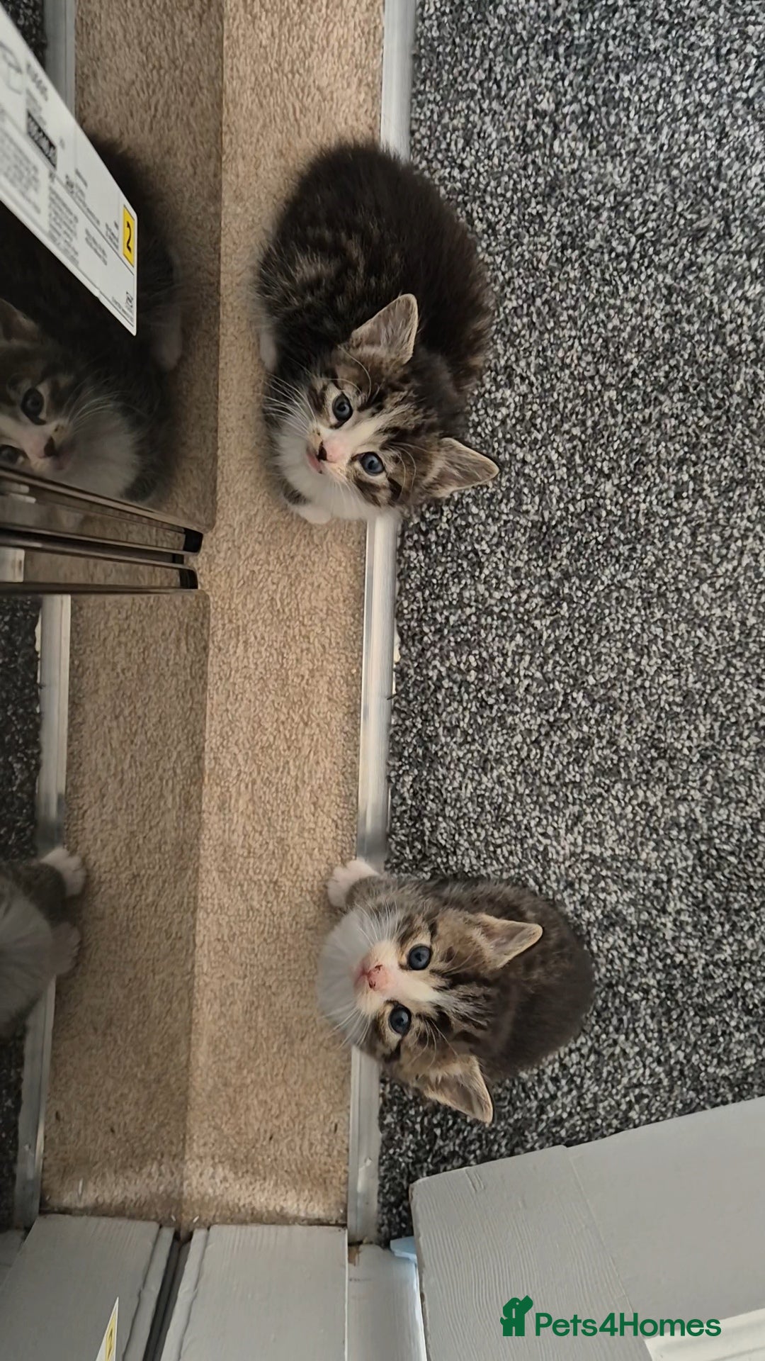 Mixed Breed cats for sale: Mixed ragdoll x mainecoon  - Image 2