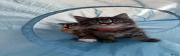 Mixed Breed cats for sale: 8 tabby/black kittens available  - Advert 13