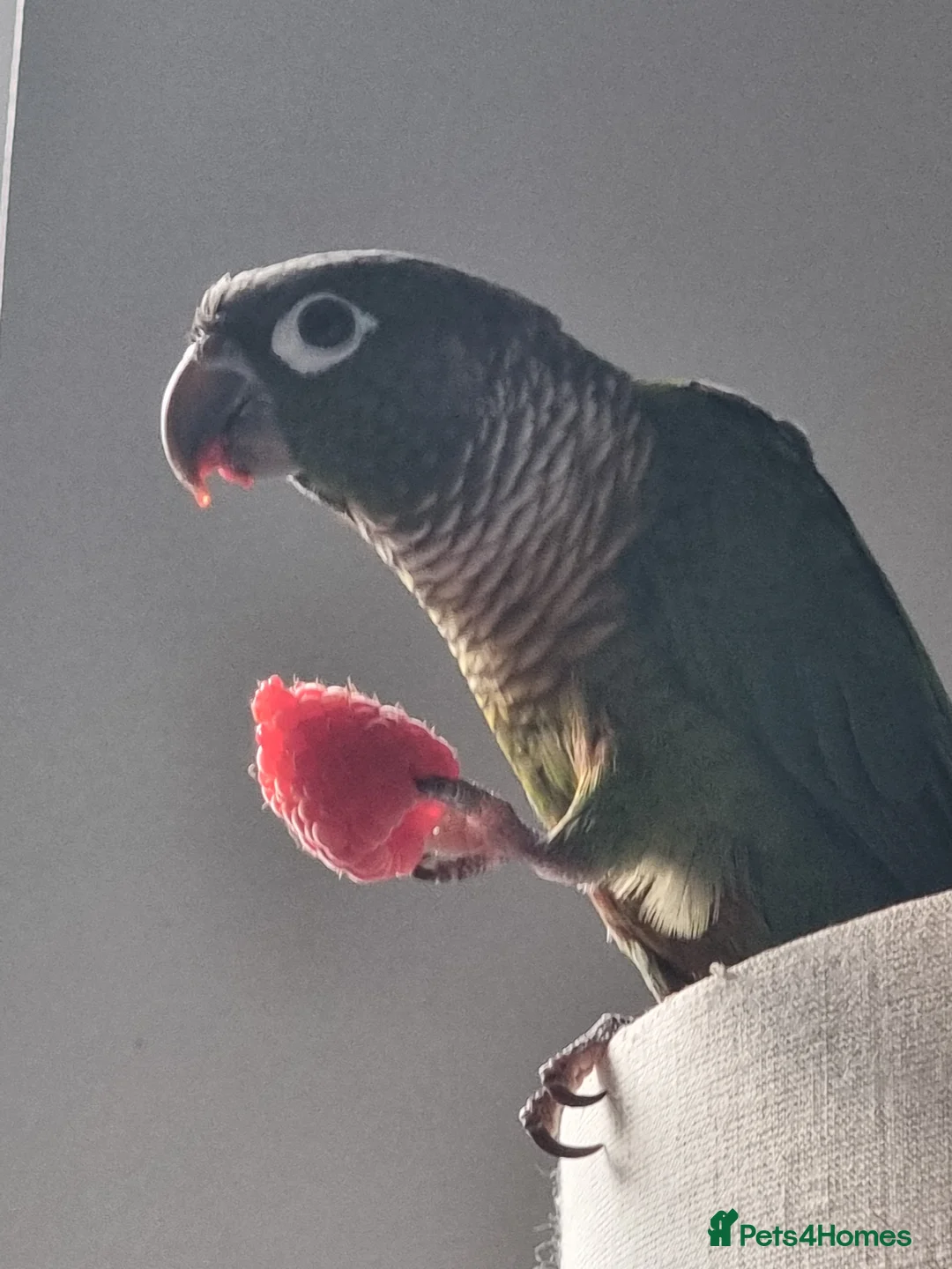 Conures birds for sale: Talented & sweet male Conure with DNA certificate - Advert 4