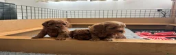 Cavapoo dogs for sale: Stunning Red F1b Cavapoo Puppies  - Advert 7