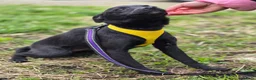 Mixed Breed dogs for adoption: ❤️🐶 INDY – DELICATE LIKE CRYSTAL, FULL OF LOVE in Burton-on-Trent - Advert 15