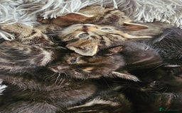 Bengal cats for sale: Bengal Cross kittens - Image 5