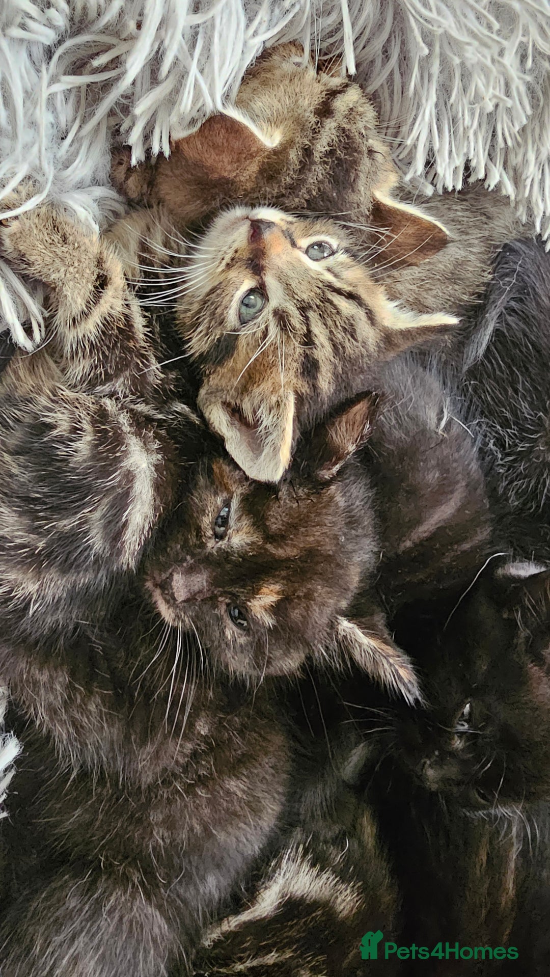Bengal cats for sale: Bengal Cross kittens - Image 5