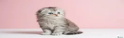 Scottish Fold cats for sale: Scottish fold and straight kittens 🐾🐾 - Advert 8