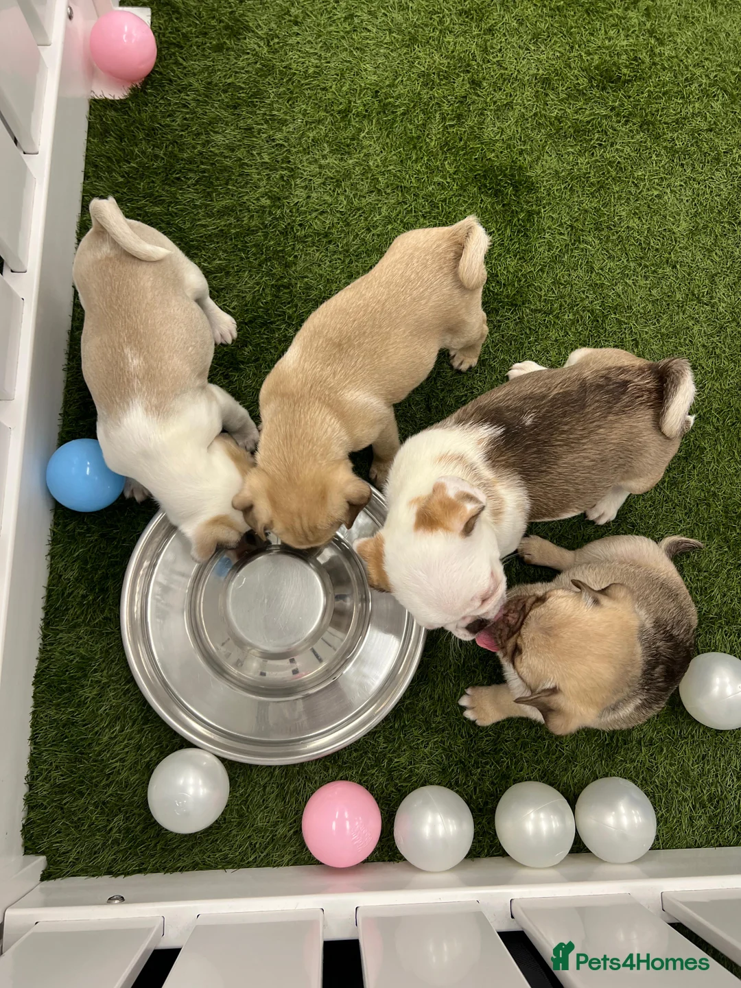 Pug dogs for sale: Rare panda pugs - Advert 5