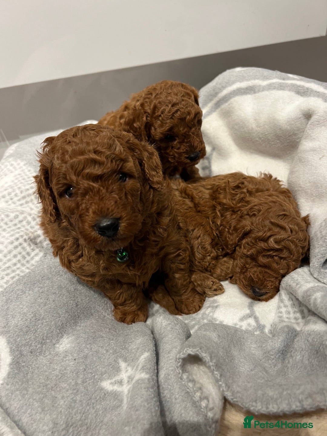 Toy Poodle dogs for sale: Adorable Deep Red Toy Poodle Puppies Available! 🐾 - Image 17