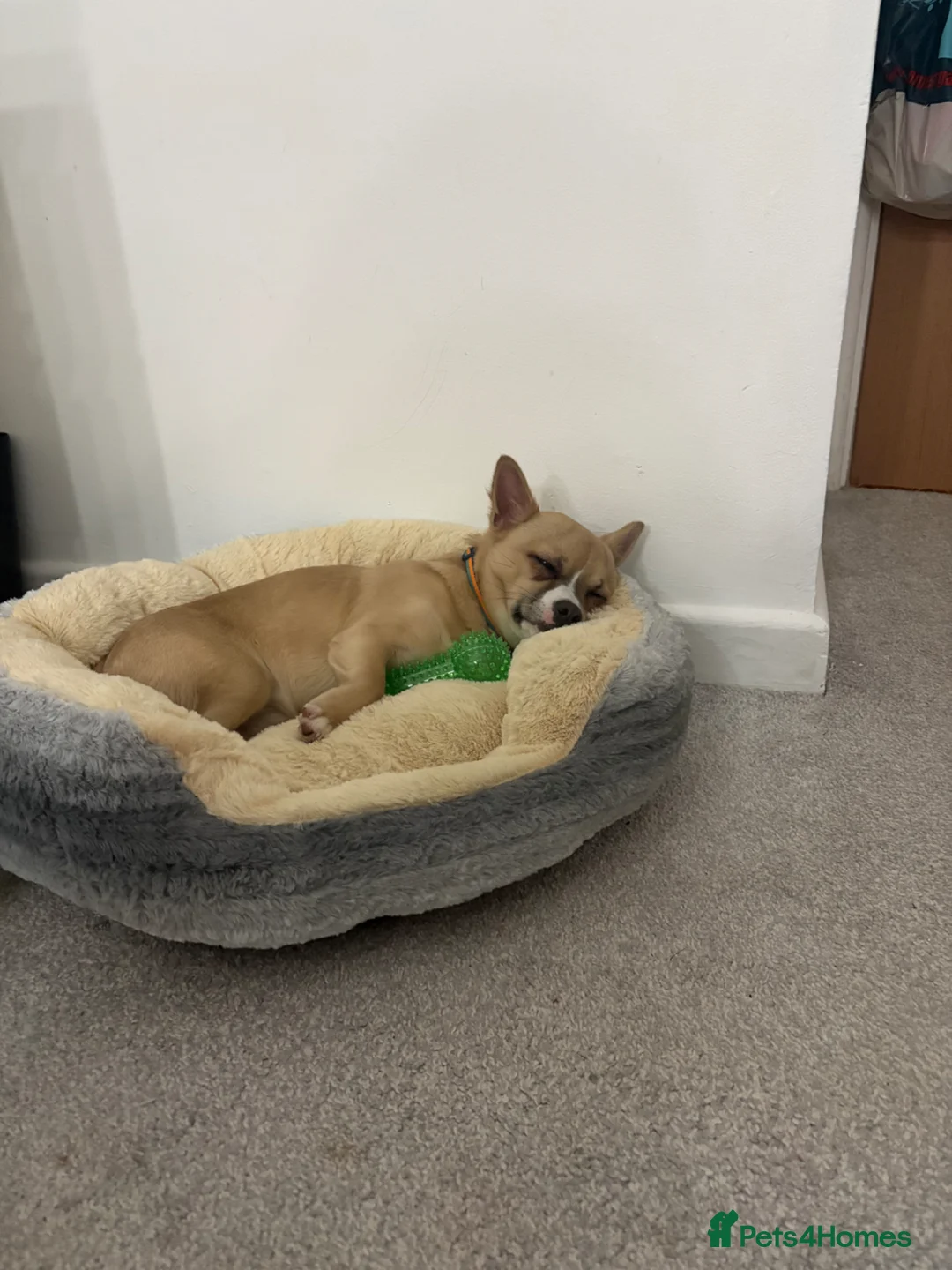 Jack Chi dogs for sale: albie  - Advert 1