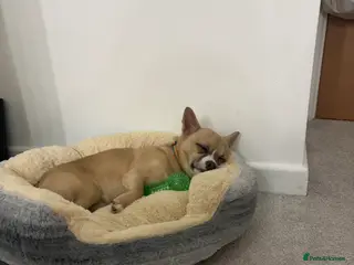 Jack Chi dogs albie - Advert 13