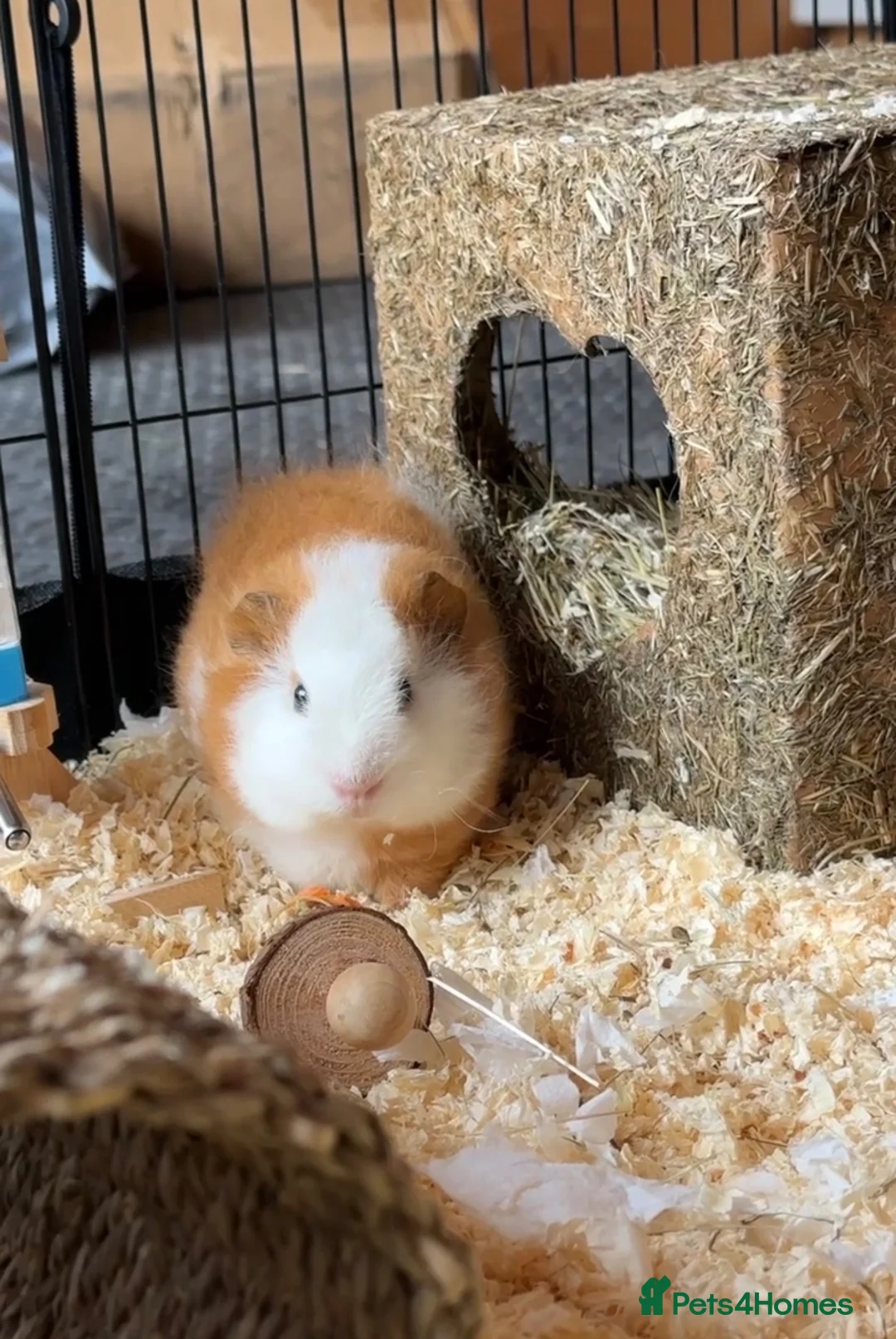Guinea Pig rodents for sale: Swiss Guinea Pig - Ginger and White  - Advert 2