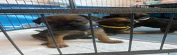 Border Terrier dogs for sale: **Border Terrier Puppies** in Glasgow - Advert 7