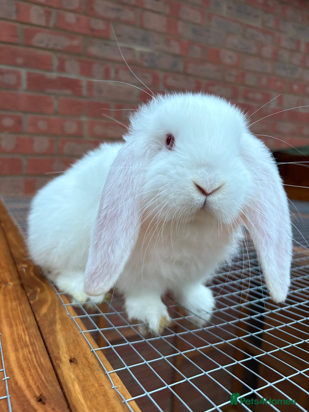 French Lop rabbits for sale: REW French Lop - Advert 3