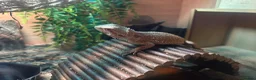Bearded Dragon reptiles for sale: Hypo Bearded Dragon Juvenile  in Didcot - Advert 2