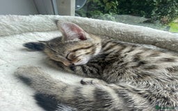 Savannah cats for sale: Savannah/Maine Coon Kittens Excellent Temperament - Image 5