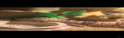 Gecko reptiles for sale: leopard and crested geckos for sale + enclosures  in Ely - Advert 4